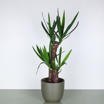 Yucca plant size M