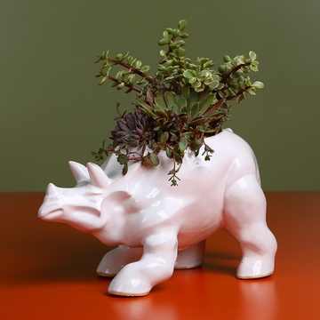 Planting succulents in a white Triceratops pot