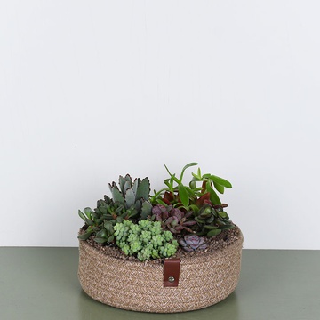 Planting succulents in a basket M