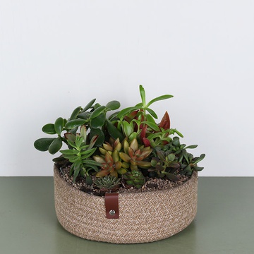 Planting succulents in a basket L