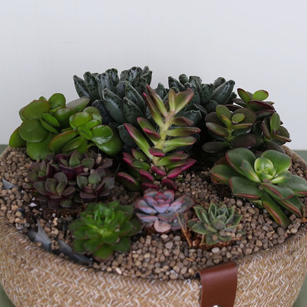 Planting succulents in a basket S