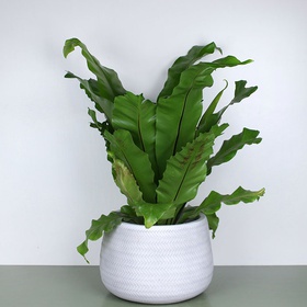 Asplenium