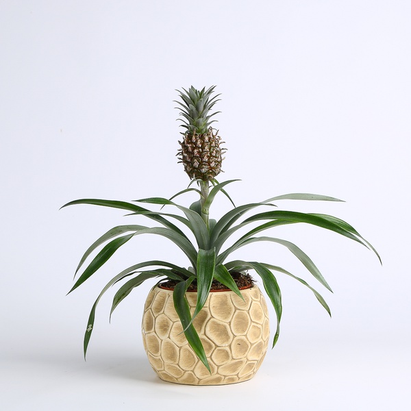 Decorative pineapple