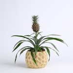 Decorative pineapple