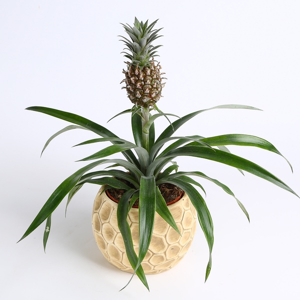 Decorative pineapple