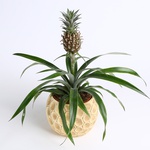 Decorative pineapple