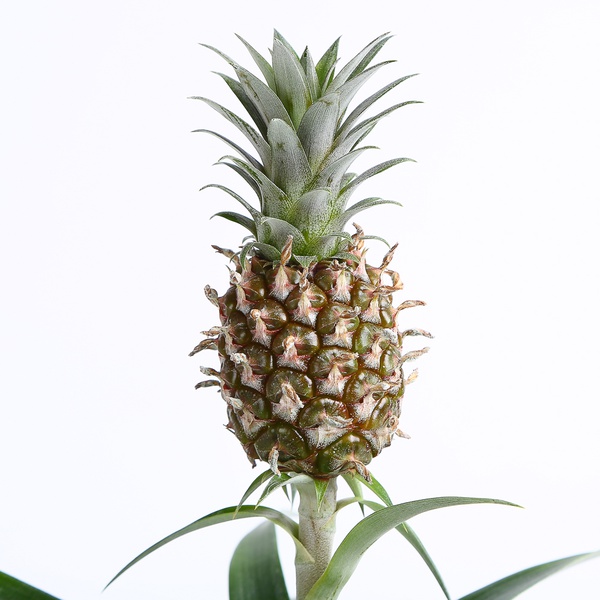Decorative pineapple