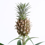 Decorative pineapple