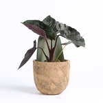 Alocasia