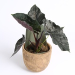 Alocasia