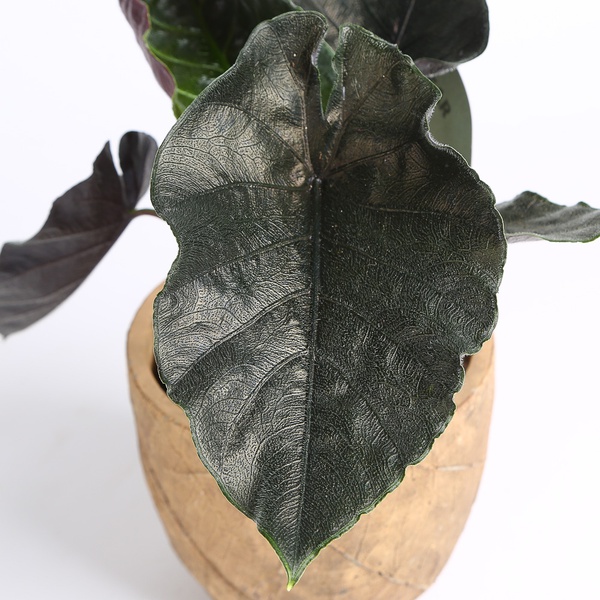 Alocasia