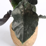 Alocasia
