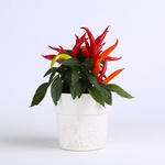 Decorative pepper