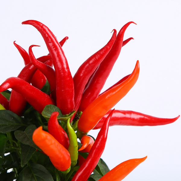 Decorative pepper