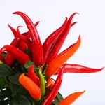 Decorative pepper