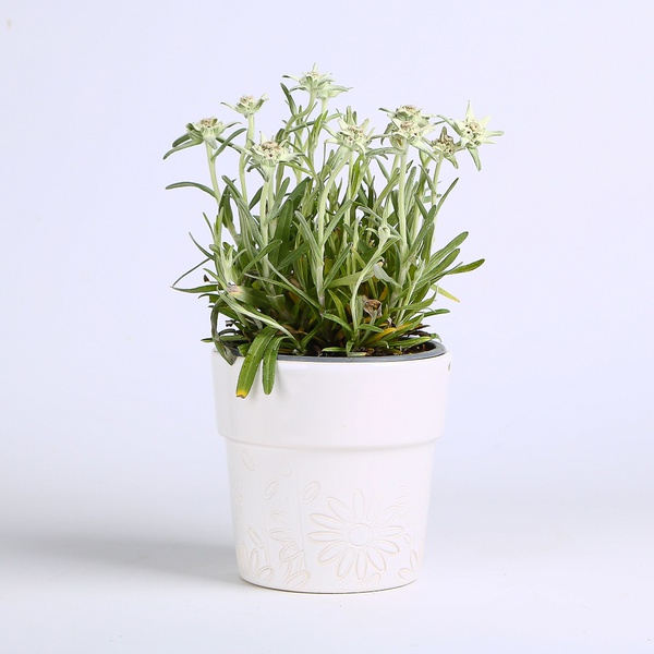 Alpine Edelweiss