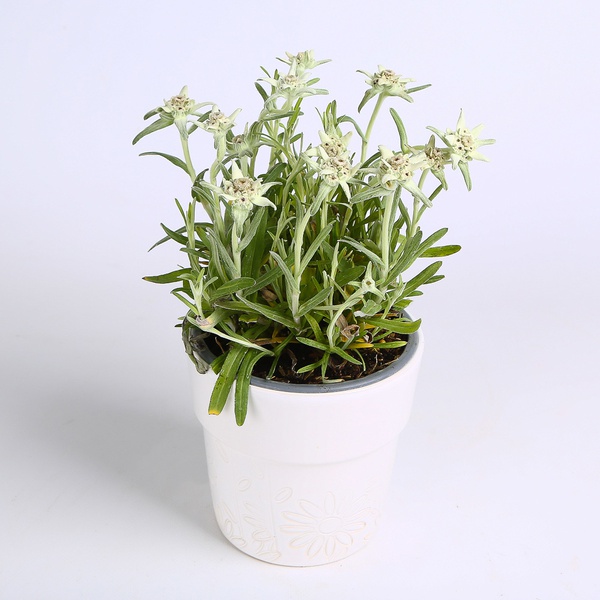 Alpine Edelweiss