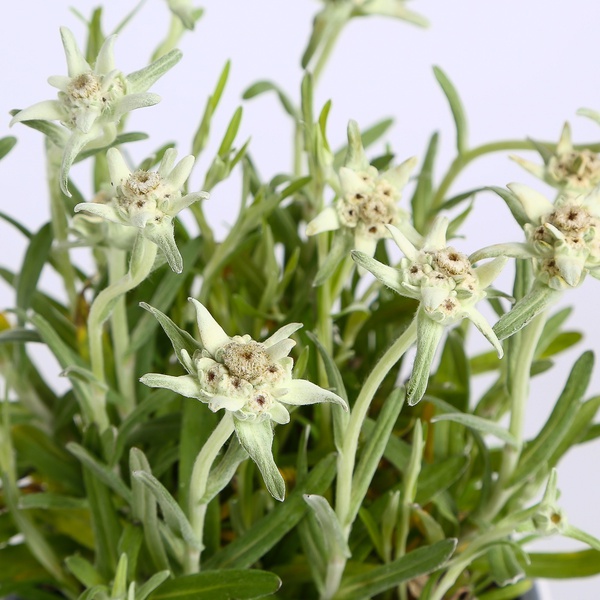 Alpine Edelweiss