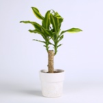 Dracaena Golden Queen, S