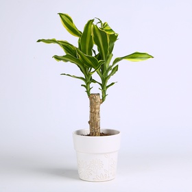 Dracaena Golden Queen, S