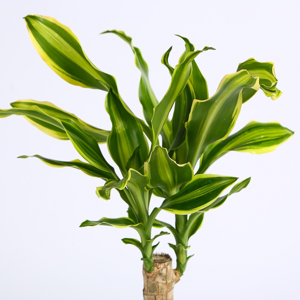 Dracaena Golden Queen, S