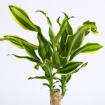 Dracaena Golden Queen, S