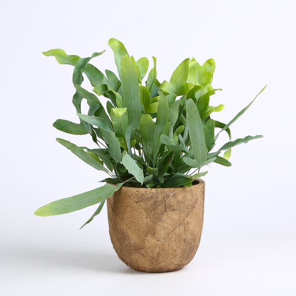 Phlebodium