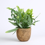 Phlebodium