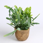 Phlebodium
