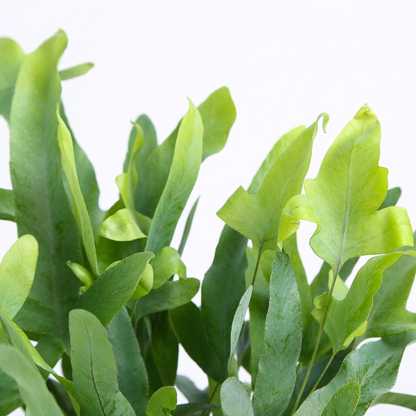 Phlebodium