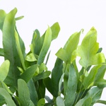 Phlebodium