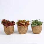 Fittonia mix