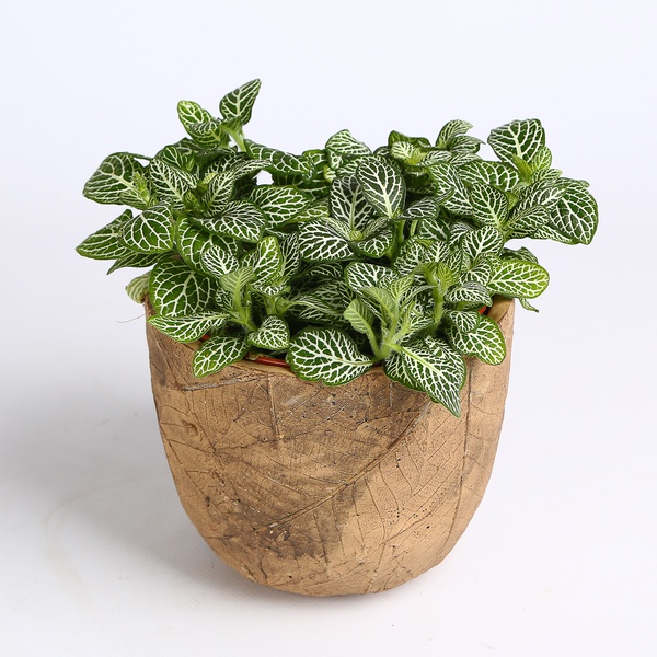 Fittonia mix