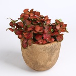Fittonia mix