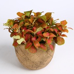 Fittonia mix