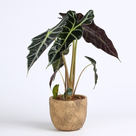 Алоказия Amazonica