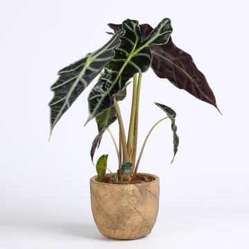 Алоказія Amazonica