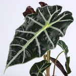 Алоказія Amazonica