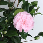 Камелия Японская розовая
