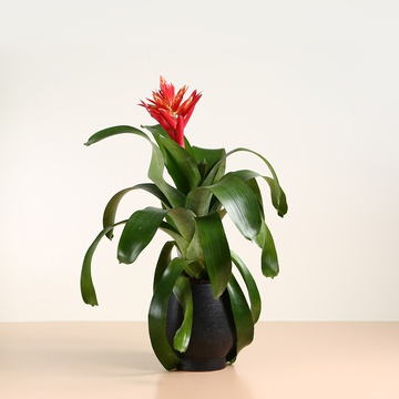 Ехмея Rozanne Elegant Red