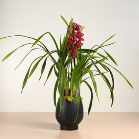 Орхидея Цимбидиум бордовый
