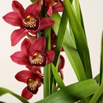 Орхідея Цимбідіум бордовий