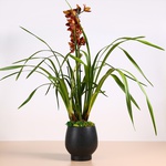 Орхідея Цимбідіум коричневий