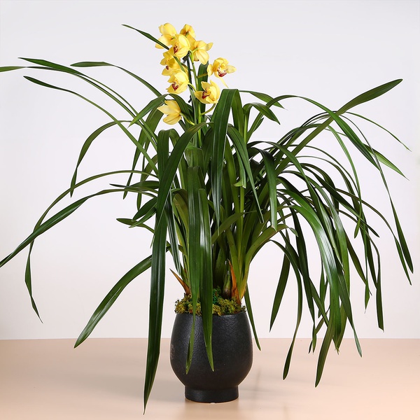 Orchid Cymbidium yellow