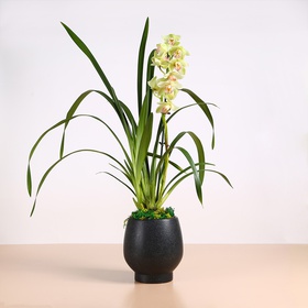Орхидея Цимбидиум зеленый