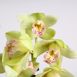 Орхідея Цимбідіум зелений