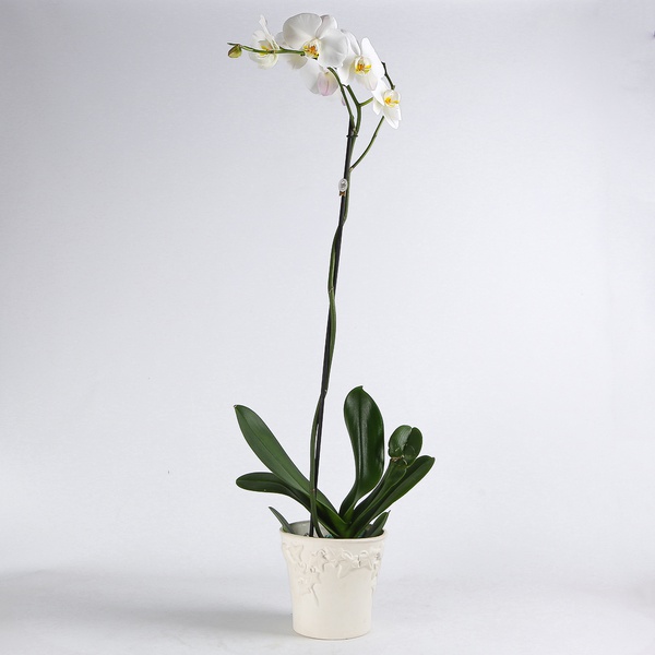 Orchid phalaenopsis white