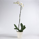 Orchid phalaenopsis white
