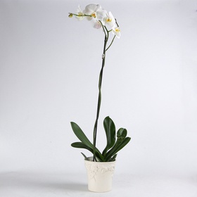 Orchid phalaenopsis white