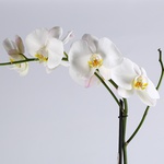 Orchid phalaenopsis white